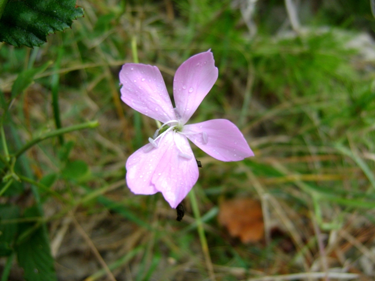 Dianthus ciliatus / Garofano cigliato